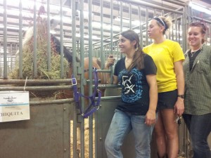 Here's Chiquita happily munching hay.