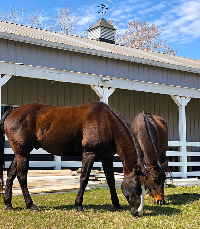 Enjoying the green pastures
