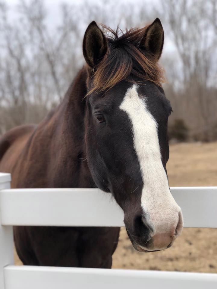 Buck with his head over the fence.